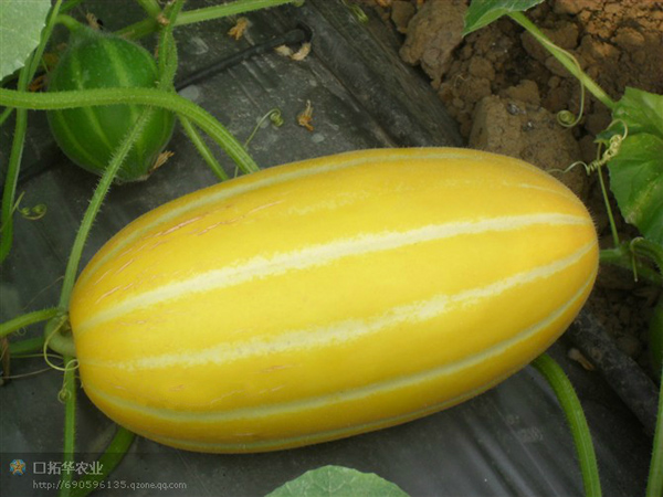 Melon (Chevalier One)